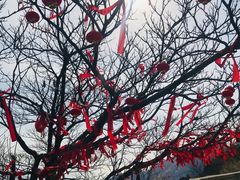 -青岛崂山太清宫