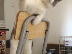 -瑞派宠物医院(搏威敦和院)