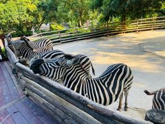 -泉州海丝野生动物世界