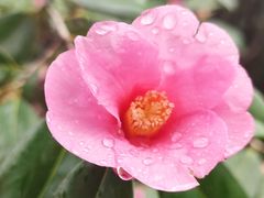 -西湖风景区-江洋畈生态公园