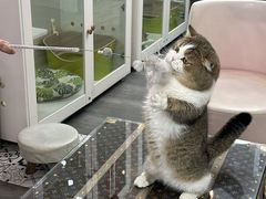 -青奢宠物·青奢猫舍