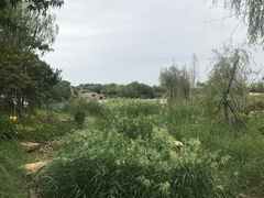 -杭州湾海上花田景区