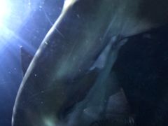 -暹罗海洋世界