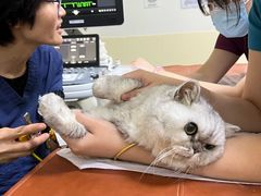 -美联众合动物医院·24h转诊中心