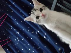 -袖虎·猫馆(体育西路店)