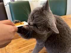 -猫小院猫主题餐厅(南锣旗舰店)