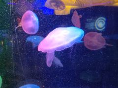 -太平洋海底世界