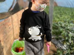 -大自然农场蔬菜草莓采摘园