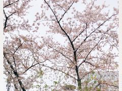 -嘉定紫藤园