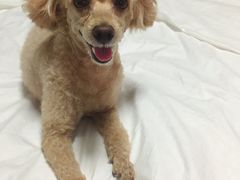 -PETKIT小佩宠物(昭化店)