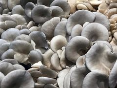 平菇-金旭菜市场