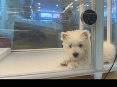 -翊宠yipet猫狗购宠庄园犬舍•猫舍