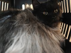 -瑞派·关忠动物医院·猫专科·犬专科(三环新城店)