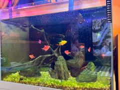 -咕嘟草帽鱼·牛奶一样的鲜鱼汤(包河万达广场创始店)