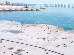 -星海湾跨海大桥