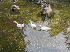 -国恩寺