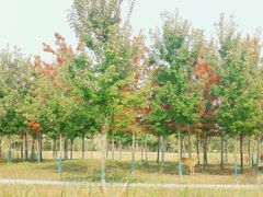 -泗洪洪泽湖湿地景区