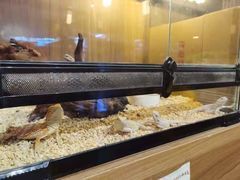 -酷以爬仙阁实体爬宠店·守宫·蜥蜴·专业繁育