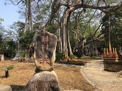 -瑞丽独树成林风景区