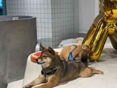 绿茶-柴务处·柴犬主题狗咖