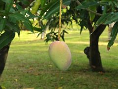 -三亚亚龙湾金棕榈度假酒店