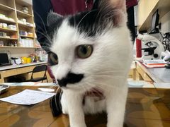 -美联众合动物医院·24h京西诊疗中心