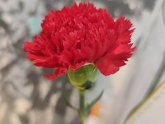 -长春观斋补堂素菜馆