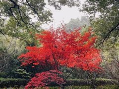 -同里国家湿地公园