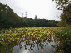 -八卦田遗址公园