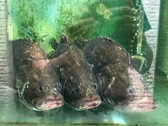 鱼缸-阿多私房菜(顺德店)