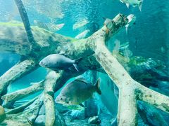 -上海海洋水族馆
