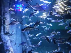 -秦皇岛乐岛海洋王国