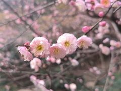 -杭州植物园