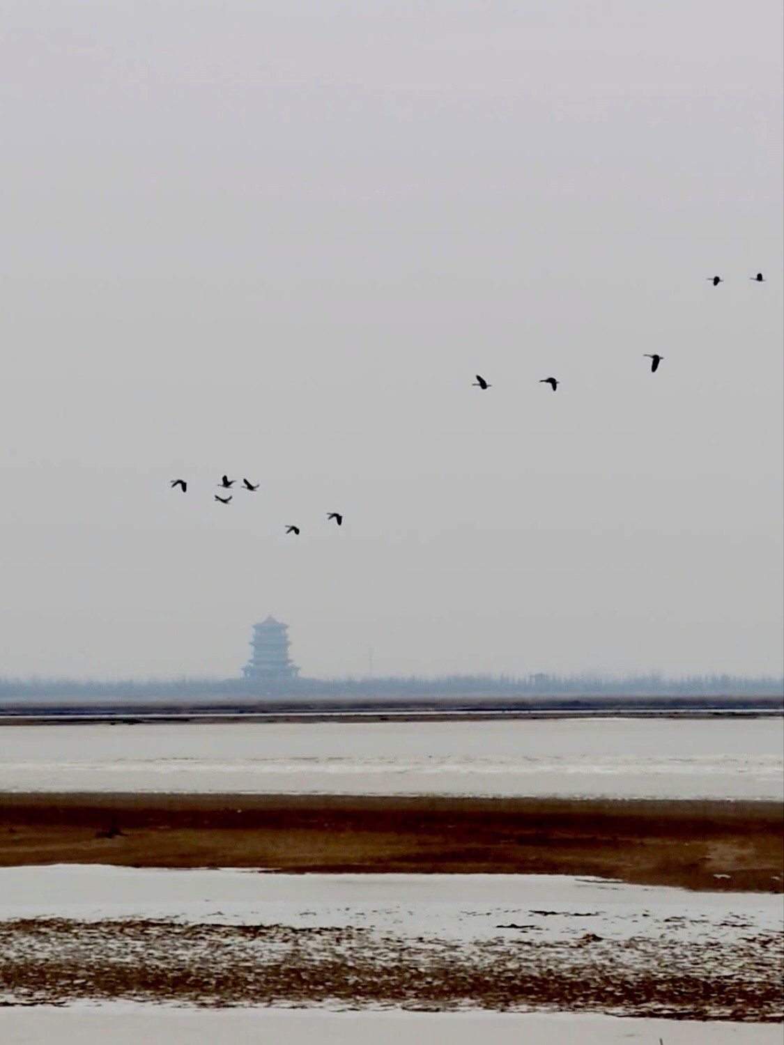 去大荔黄河湿地观仙鹤