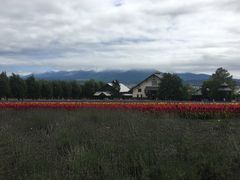 -富田农场