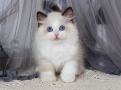 -十年猫舍·猫咪专门店(普陀店)