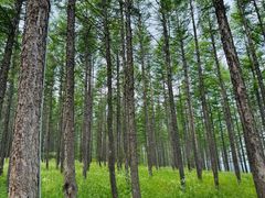 -塞罕坝国家级自然保护区