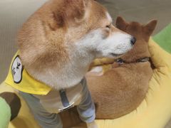 -逗柴咖啡屋·狗咖猫咖宠物桌游