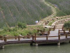 -大塘金香草谷