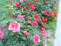 -圆明园遗址公园-藻园门售票处