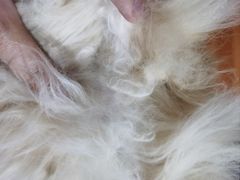 -安安宠医·安烨宠物医院·宠物保险(北仑分院)