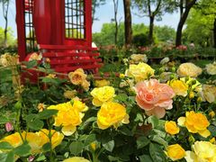 -上海鲜花港