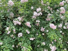 -白鹭湾湿地公园