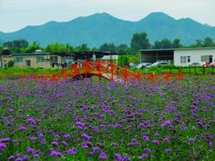 -北京东方普罗旺斯薰衣草庄园