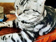 -海边的猫和咖啡馆