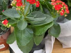 -复旦张江校区食堂