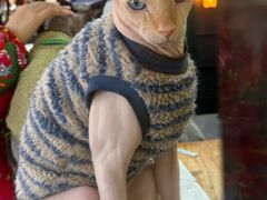 -猫小院猫主题餐厅(南锣旗舰店)