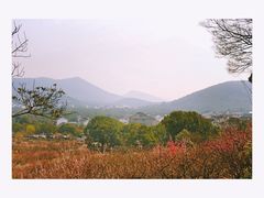 -香雪海