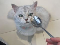 -怪兽屋·羊驼·猫咖·狗咖(俊华广场店)