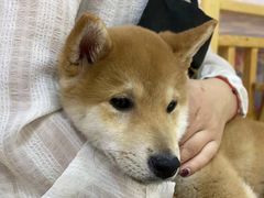 -柴源莊·柴小宠柴犬咖啡
